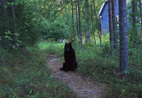 Kira on the path from the sauna to Rimmi