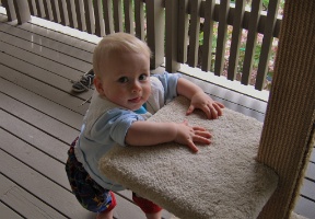 Trying to climb up the cat tree