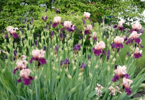 Flowers in our front yard in early June