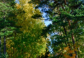 Going for a walk in Kulosaari on a nice, sunny autumn day