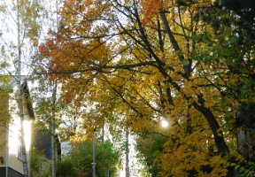 Leaves falling on the road to our house