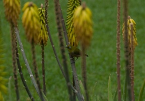 A bird in the same plant