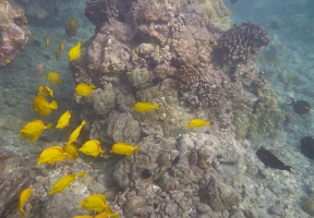 Fish at Two Step