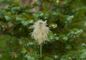 Pasqueflower (seedpod)