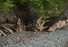 The cat at the beach