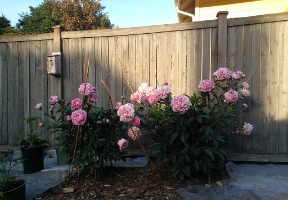 Many stakes try to keep the heavy flowers of our peonys from falling to the ground