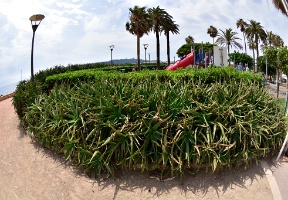Lots of aloe vera in Antibes