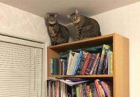 Cats have discovered Elsa's bookcase