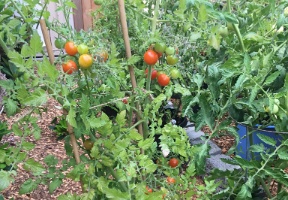 Some of our tomato plants