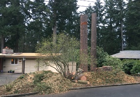 We also got a lot of woodchips!